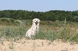 GOLDEN RETRIEVER 223